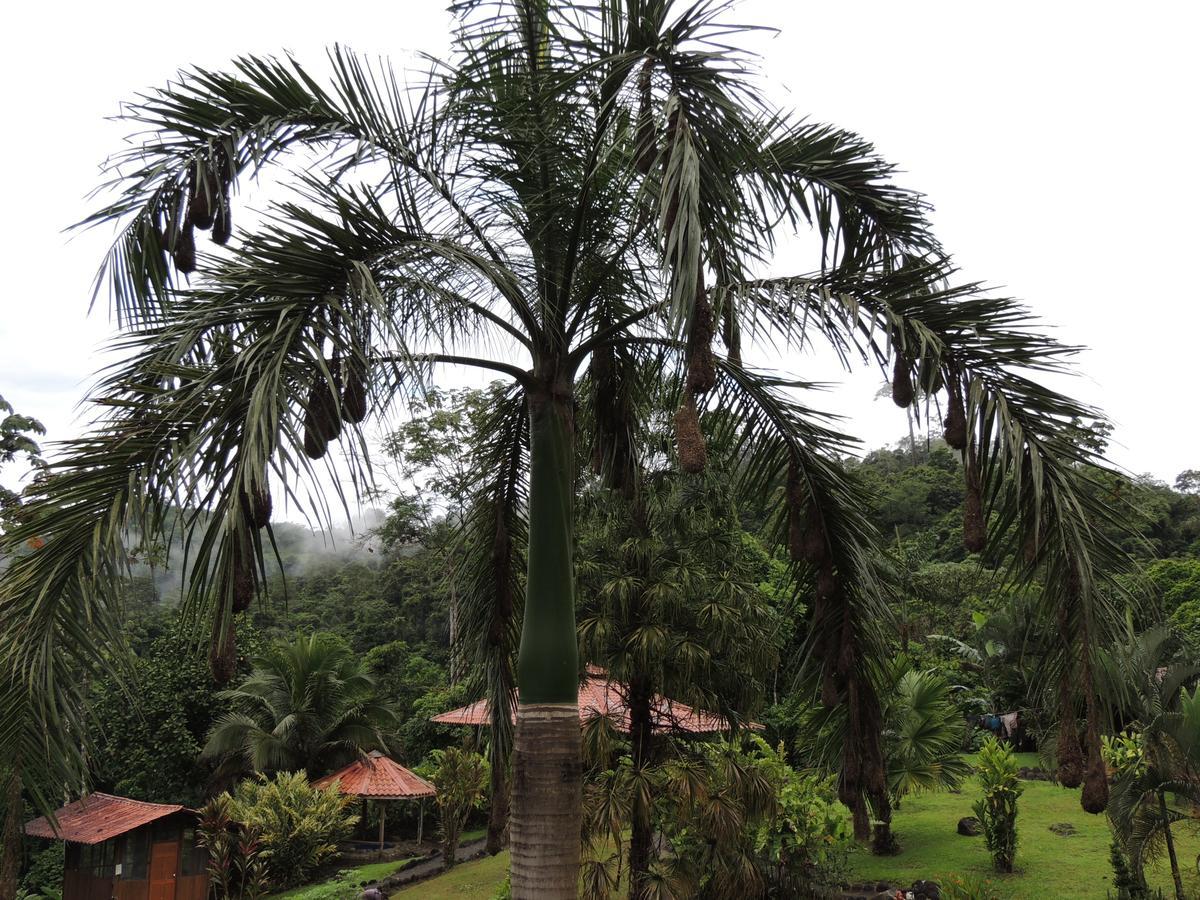 Pacuare River Lodge Bajo Tigre Eksteriør billede